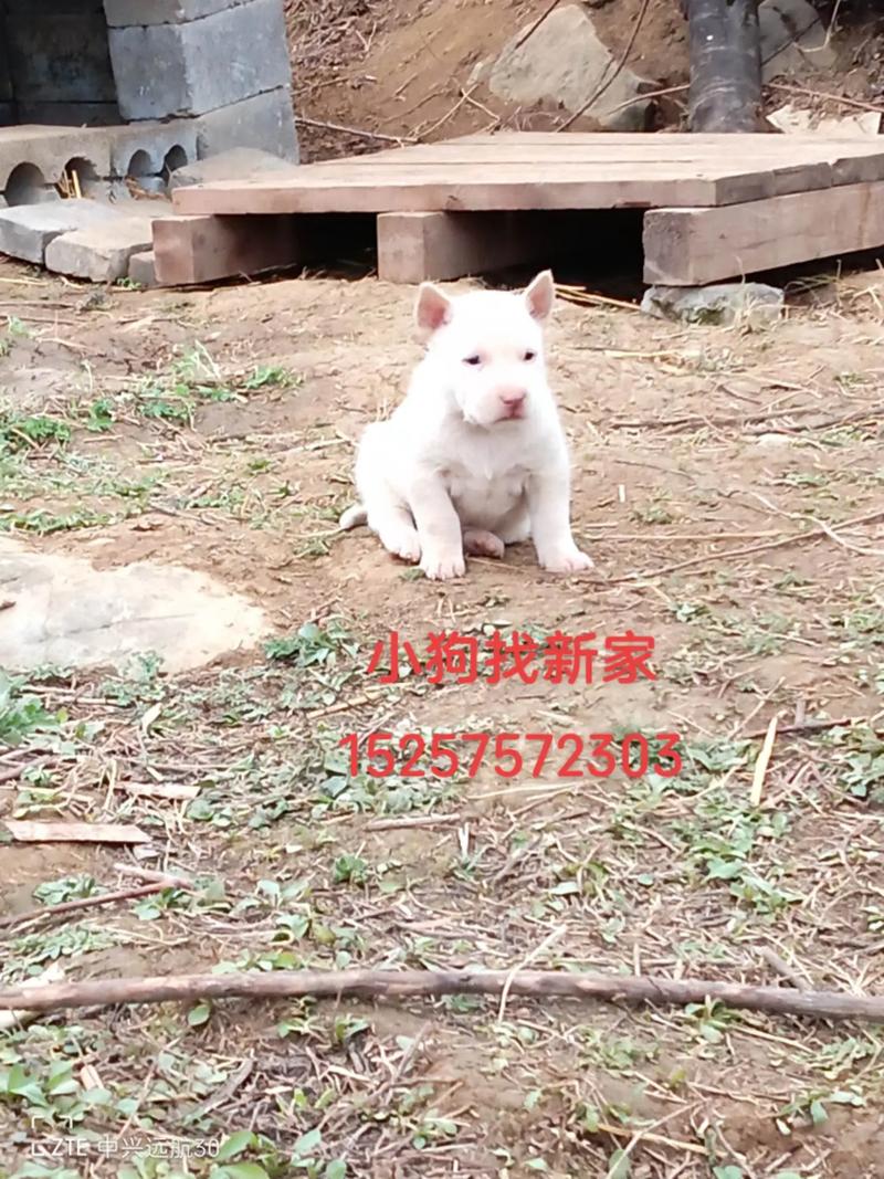 2005新澳门天天开好彩和中国下司犬外网爆火与中国下司犬介绍