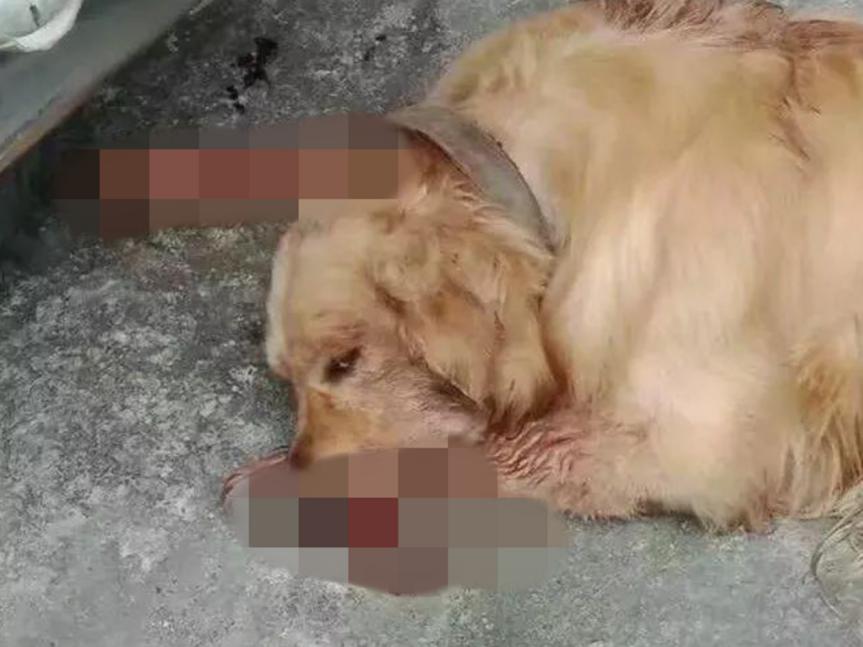 香港今晚开奖结果开奖记录和被狗主人殴打致骨折与狗被打骨折了怎么办