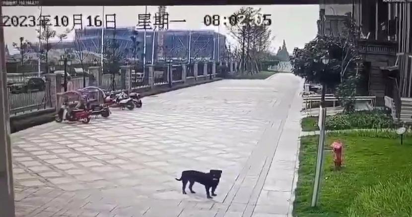 新澳最新版精准特和7岁男孩遭3只犬撕咬与7岁男孩遭3只犬撕咬怎么办